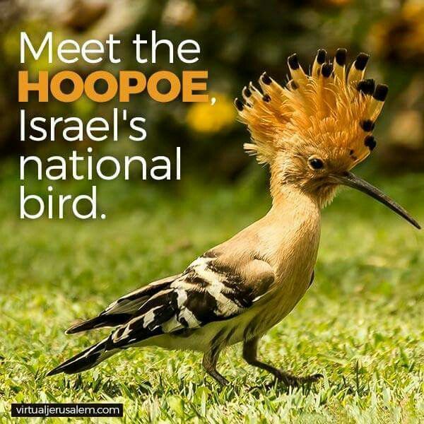 上图:戴鵀(Hoopoe)是以色列常见的一种鸟,又叫戴胜,有美丽的羽毛,2008年被选为以色列的国鸟。戴胜的母鸟不处理雏鸟的粪便,孵卵期间又从尾部腺体中排出一种黑棕色的油状液体,因此以巢恶臭闻名。戴胜也是金门县的县鸟,常栖息在破墓穴中,金门人称之为墓坑鸟。
